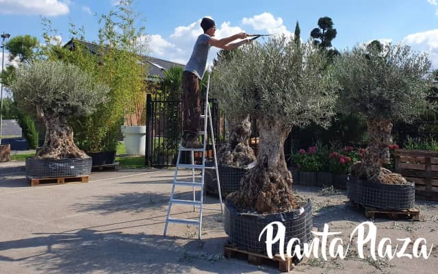Olivenbaum vom Importeur kaufen